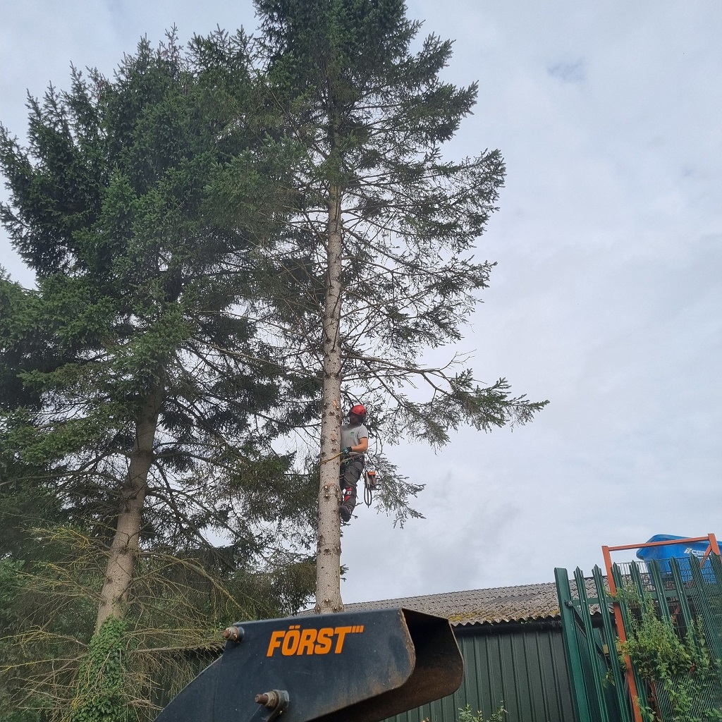 Pine 1