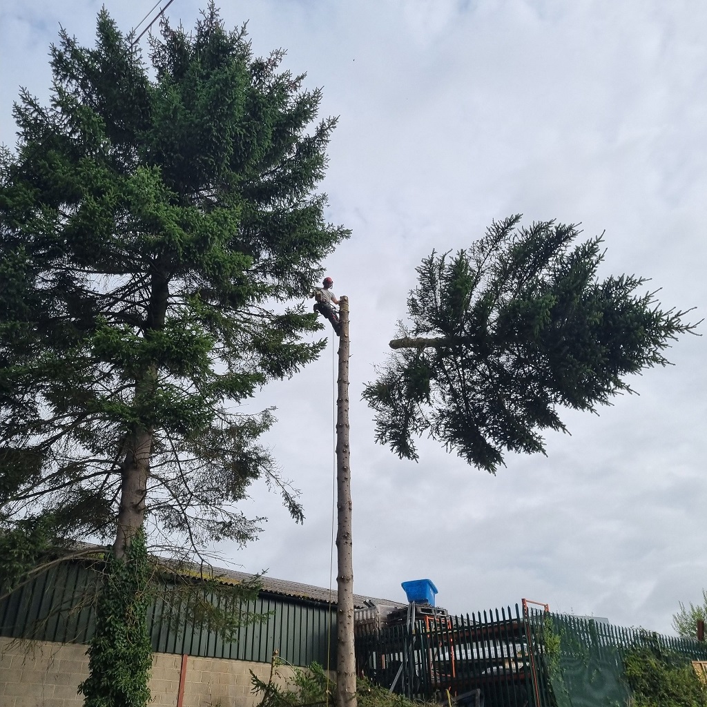 Pine 2