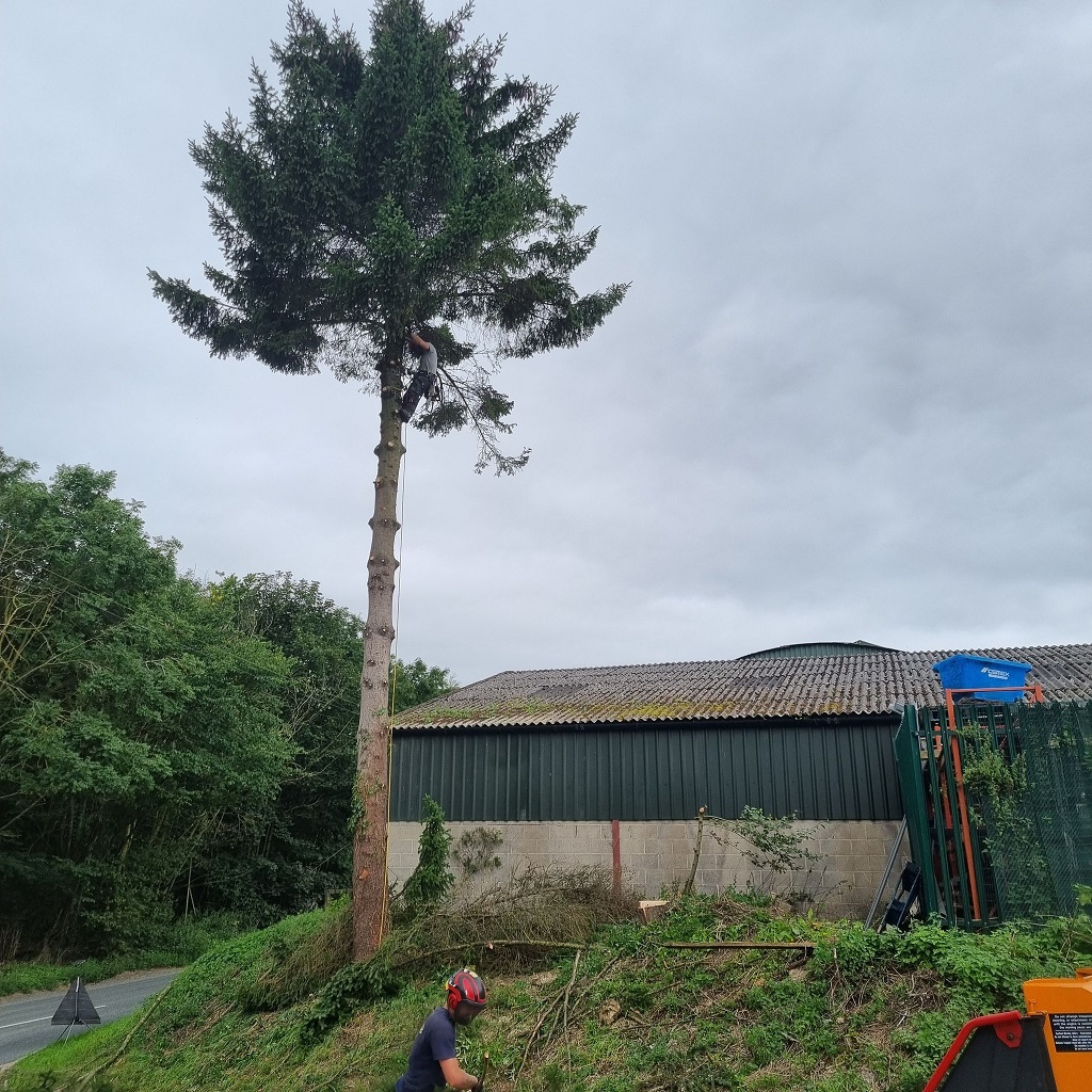 Pine 3