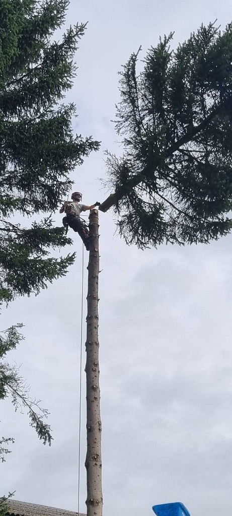 Pine 5